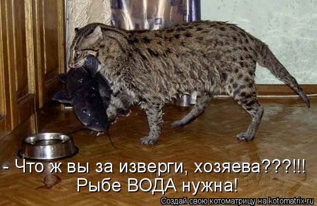 - Что ж вы за изверги, хозяева???!!! Рыбе ВОДА нужна!... Котоматрица: - Что ж вы за изверги, хозяева???!!! Рыбе ВОДА нужна!