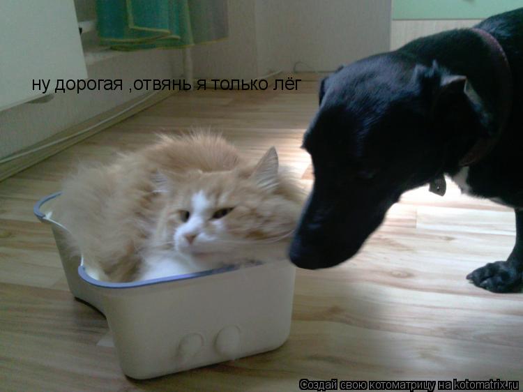 ну дорогая ,отвянь я только лёг... Котоматрица: ну дорогая ,отвянь я только лёг