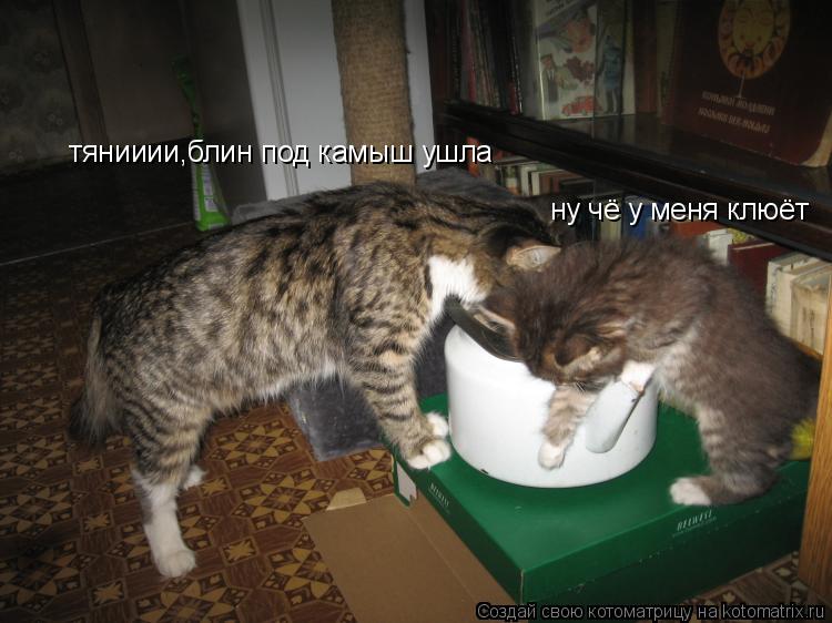 ну чё у меня клюёт тянииии,блин под камыш ушла... Котоматрица: ну чё у меня клюёт тянииии,блин под камыш ушла