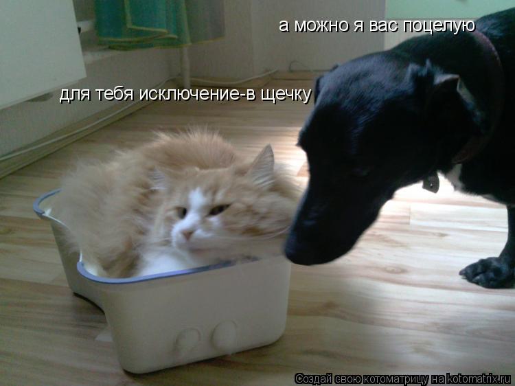а можно я вас поцелую для тебя исключение-в щечку... Котоматрица: а можно я вас поцелую для тебя исключение-в щечку