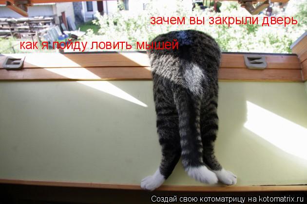 зачем вы закрыли дверь как я пойду ловить мышей... Котоматрица: зачем вы закрыли дверь как я пойду ловить мышей