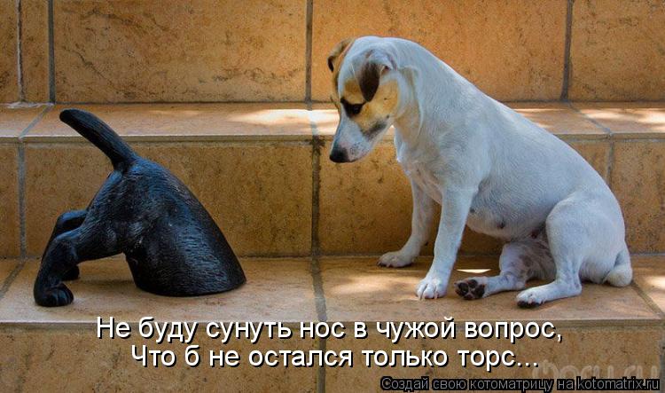 Не буду сунуть нос в чужой вопрос, Что б не остался только торс...... Котоматрица: Не буду сунуть нос в чужой вопрос, Что б не остался только торс...
