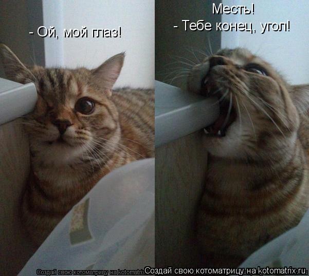 - Ой, мой глаз! - Тебе конец, угол! Месть!... Котоматрица: - Ой, мой глаз! - Тебе конец, угол! Месть!