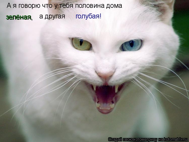 А я говорю что у тебя половина дома зелёная, а другая голубая!... Котоматрица: А я говорю что у тебя половина дома зелёная, а другая голубая!