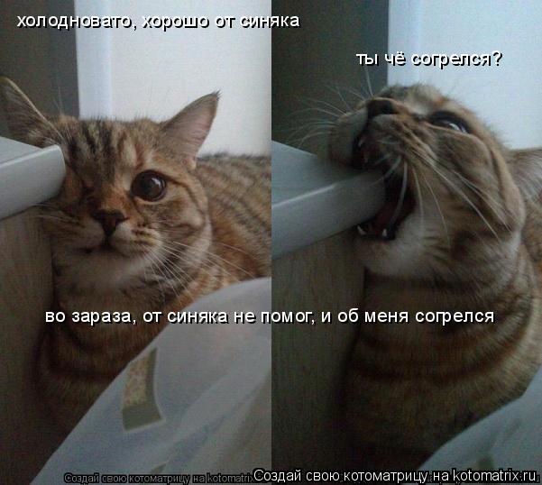 холодновато, хорошо от синяка ты чё согрелся? во зараза, от синяка не помог, и об меня согрелся... Котоматрица: холодновато, хорошо от синяка ты чё согрелся? во зараза, от синяка не помог, и об меня согрелся