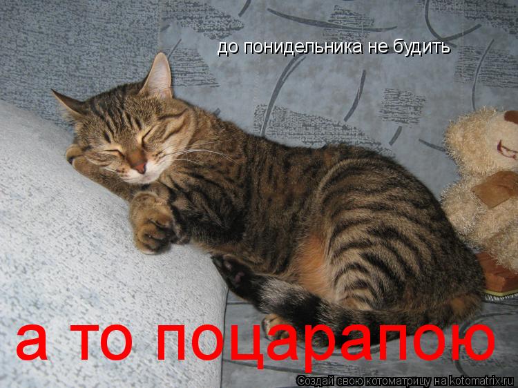до понидельника не будить а то поцарапою... Котоматрица: до понидельника не будить а то поцарапою