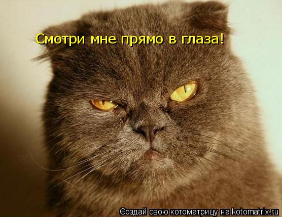 Смотри мне прямо в глаза!... Котоматрица: Смотри мне прямо в глаза!