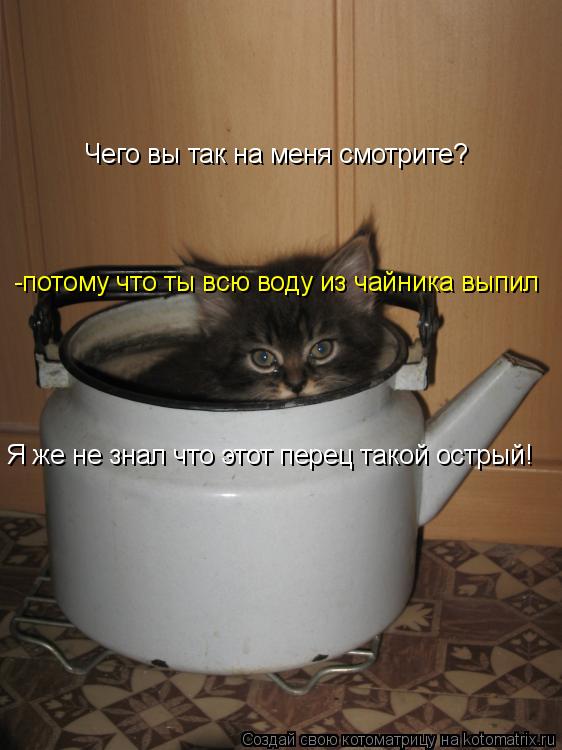 Чего вы так на меня смотрите? Я же не знал что этот перец такой острый! -потому что ты всю воду из ча... Котоматрица: Чего вы так на меня смотрите? Я же не знал что этот перец такой острый! -потому что ты всю воду из чайника выпил