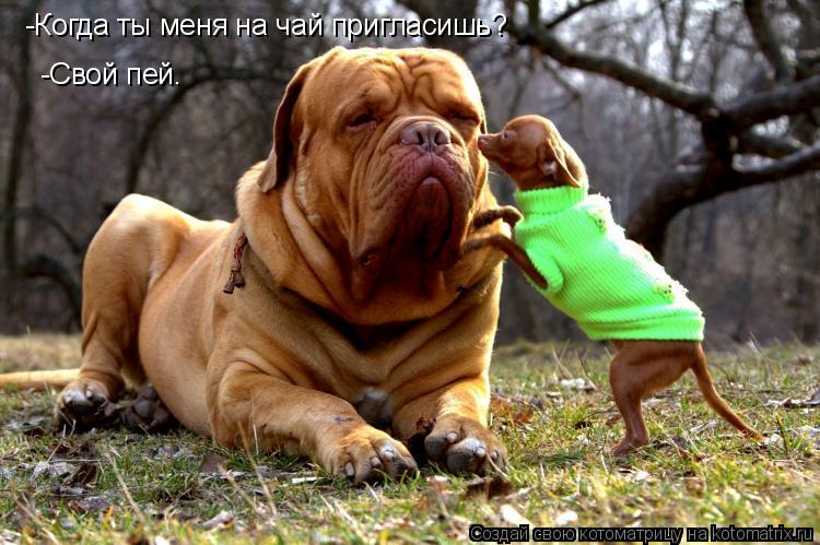 -Когда ты меня на чай пригласишь? -Свой пей.... Котоматрица: -Когда ты меня на чай пригласишь? -Свой пей.