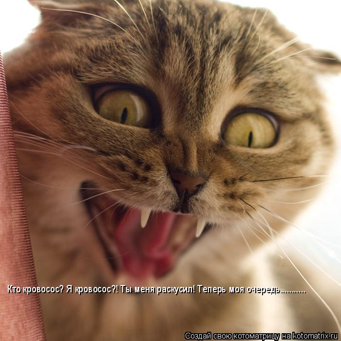 Кто кровосос? Я кровосос?! Ты меня раскусил! Теперь моя очередь.............. Котоматрица: Кто кровосос? Я кровосос?! Ты меня раскусил! Теперь моя очередь...........