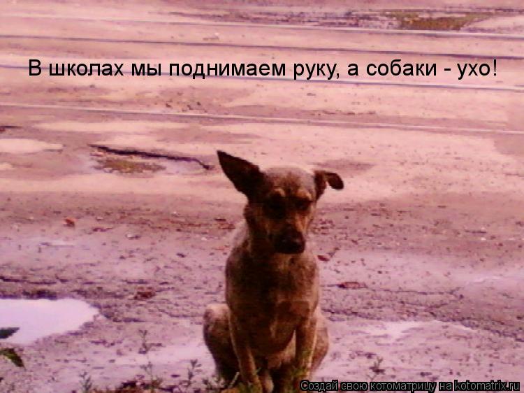 В школах мы поднимаем руку, а собаки - ухо!... Котоматрица: В школах мы поднимаем руку, а собаки - ухо!