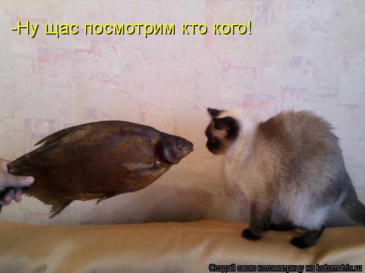 -Ну щас посмотрим кто кого!... Котоматрица: -Ну щас посмотрим кто кого!