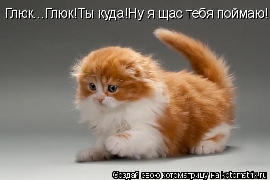 Глюк...Глюк!Ты куда!Ну я щас тебя поймаю!!!!... Котоматрица: Глюк...Глюк!Ты куда!Ну я щас тебя поймаю!!!!