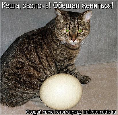 Кеша, сволочь! Обещал жениться!... Котоматрица: Кеша, сволочь! Обещал жениться!