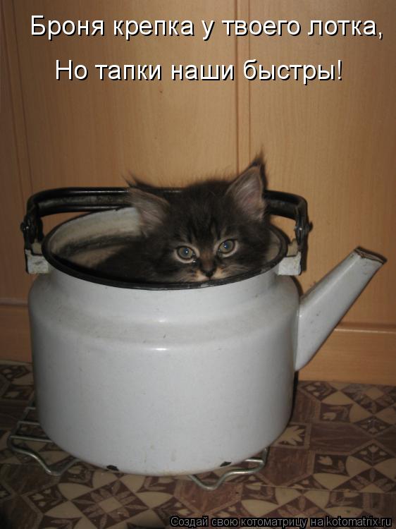 Броня крепка у твоего лотка, Но тапки наши быстры!... Котоматрица: Броня крепка у твоего лотка, Но тапки наши быстры!