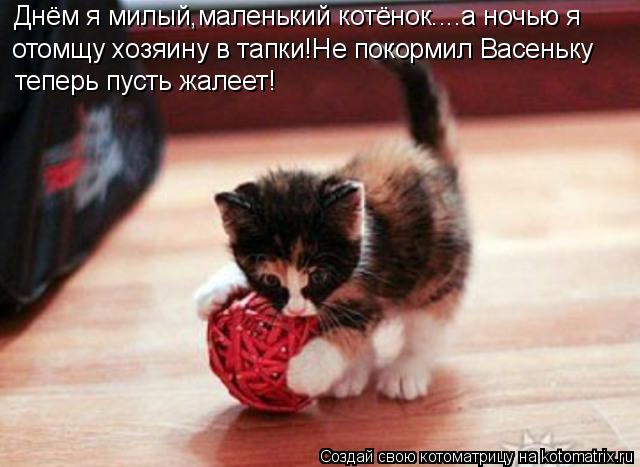 Днём я милый,маленький котёнок....а ночью я отомщу хозяину в тапки!Не покормил Васеньку теперь пуст... Котоматрица: Днём я милый,маленький котёнок....а ночью я отомщу хозяину в тапки!Не покормил Васеньку теперь пусть жалеет!