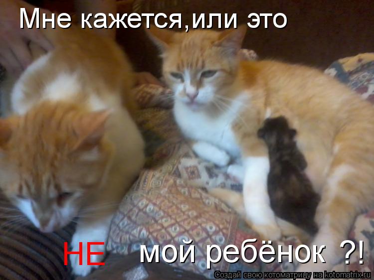 Мне кажется,или это мой ребёнок НЕ ?!... Котоматрица: Мне кажется,или это мой ребёнок НЕ ?!