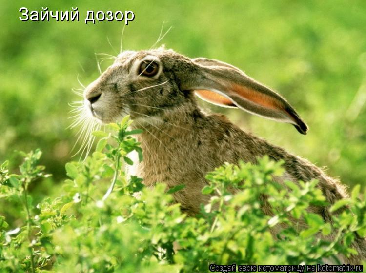 Зайчий дозор... Котоматрица: Зайчий дозор