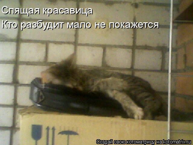 Спящая красавица Кто разбудит мало не покажется... Котоматрица: Спящая красавица Кто разбудит мало не покажется