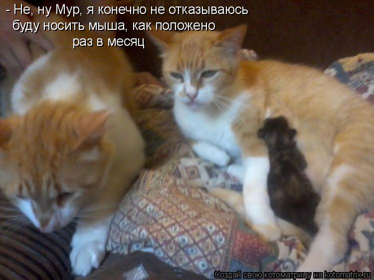 - Не, ну Мур, я конечно не отказываюсь буду носить мыша, как положено раз в месяц... Котоматрица: - Не, ну Мур, я конечно не отказываюсь буду носить мыша, как положено раз в месяц