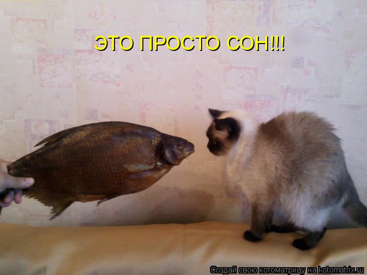 ЭТО ПРОСТО СОН!!!... Котоматрица: ЭТО ПРОСТО СОН!!!