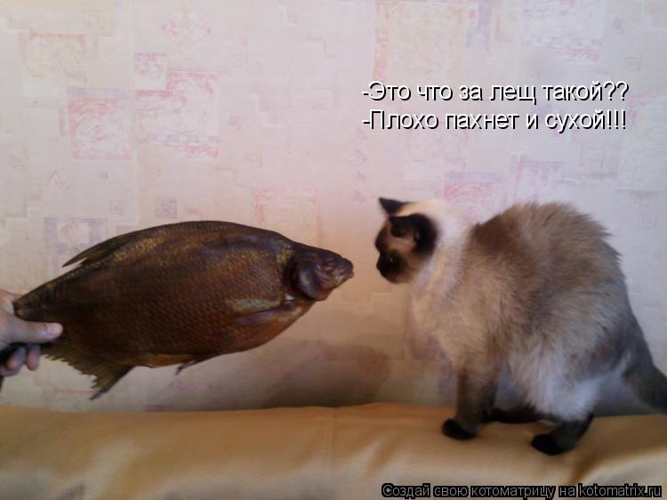 -Это что за лещ такой?? -Плохо пахнет и сухой!!!... Котоматрица: -Это что за лещ такой?? -Плохо пахнет и сухой!!!