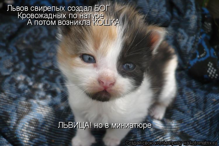 Львов свирепых создал БОГ Кровожадных по натуре А потом возникла КОШКА ЛЬВИЦА! но в миниатюре... Котоматрица: Львов свирепых создал БОГ Кровожадных по натуре А потом возникла КОШКА ЛЬВИЦА! но в миниатюре
