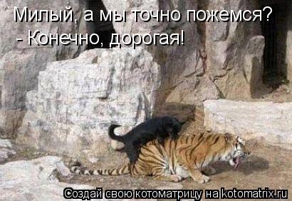 Милый, а мы точно пожемся? - Конечно, дорогая!... Котоматрица: Милый, а мы точно пожемся? - Конечно, дорогая!