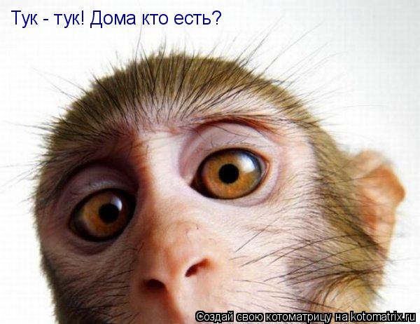 Тук - тук! Дома кто есть?... Котоматрица: Тук - тук! Дома кто есть?