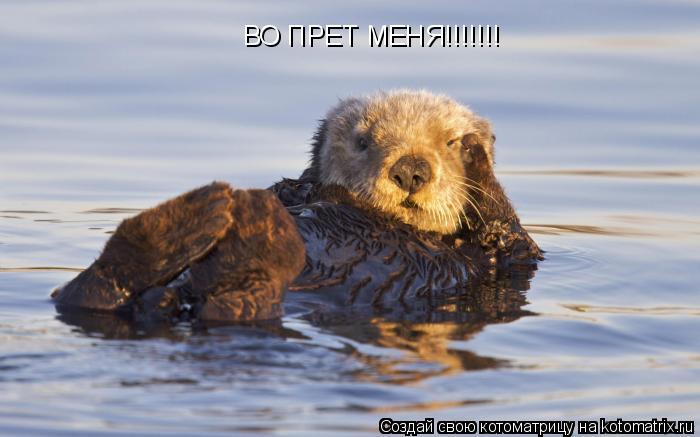 ВО ПРЕТ МЕНЯ!!!!!!!... Котоматрица: ВО ПРЕТ МЕНЯ!!!!!!!