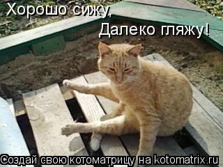 Хорошо сижу, Далеко гляжу!... Котоматрица: Хорошо сижу, Далеко гляжу!