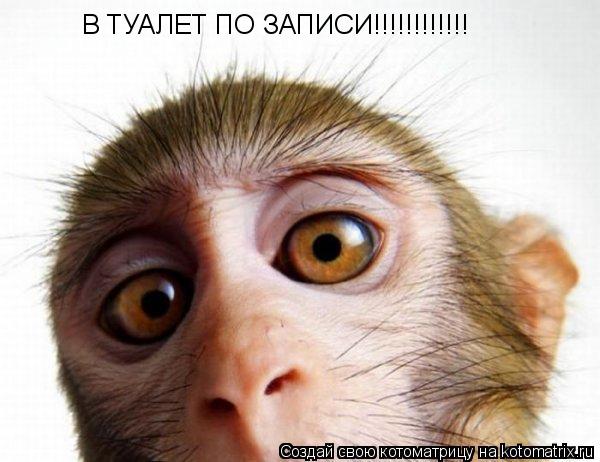 В ТУАЛЕТ ПО ЗАПИСИ!!!!!!!!!!!!... Котоматрица: В ТУАЛЕТ ПО ЗАПИСИ!!!!!!!!!!!!