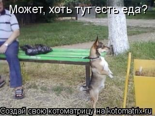 Может, хоть тут есть еда?... Котоматрица: Может, хоть тут есть еда?