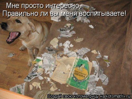 Мне просто интересно, Правильно ли вы меня воспитываете!... Котоматрица: Мне просто интересно, Правильно ли вы меня воспитываете!
