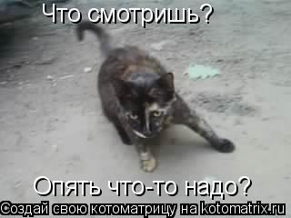 Что смотришь? Опять что-то надо?... Котоматрица: Что смотришь? Опять что-то надо?