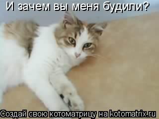 И зачем вы меня будили?... Котоматрица: И зачем вы меня будили?