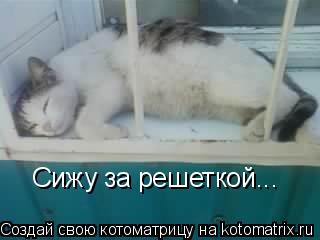 Сижу за решеткой...... Котоматрица: Сижу за решеткой...