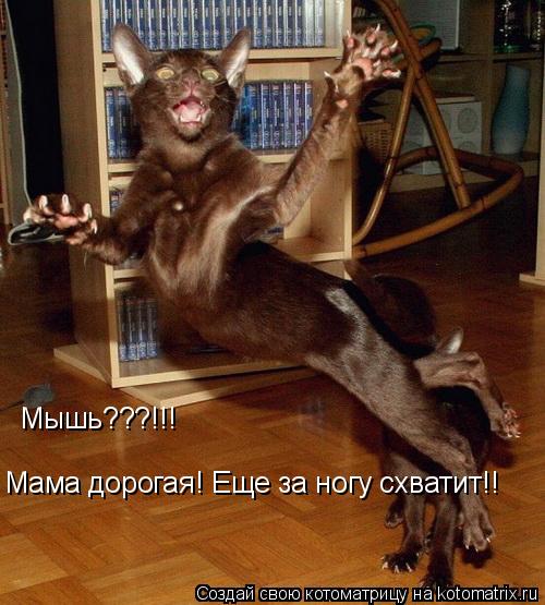Мышь???!!! Мама дорогая! Еще за ногу схватит!!... Котоматрица: Мышь???!!! Мама дорогая! Еще за ногу схватит!!