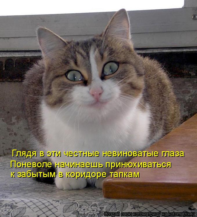 Глядя в эти честные невиноватые глаза Поневоле начинаешь принюхиваться к забытым в коридоре тапкам... Котоматрица: Глядя в эти честные невиноватые глаза Поневоле начинаешь принюхиваться к забытым в коридоре тапкам