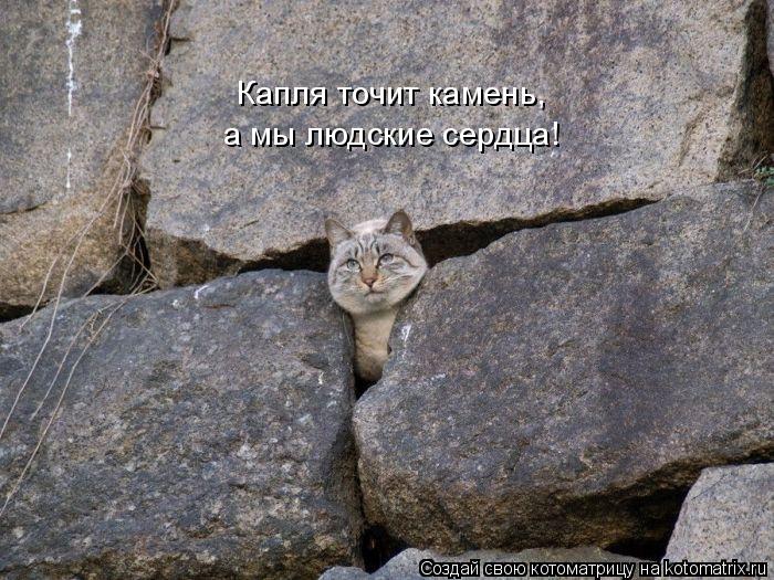 Капля точит камень, а мы людские сердца!... Котоматрица: Капля точит камень, а мы людские сердца!