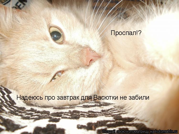 Проспал!? Надеюсь про завтрак для Васютки не забили... Котоматрица: Проспал!? Надеюсь про завтрак для Васютки не забили