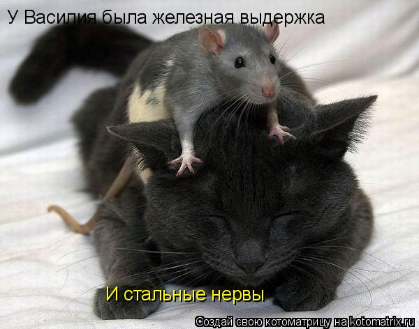 И стальные нервы У Василия была железная выдержка... Котоматрица: И стальные нервы У Василия была железная выдержка