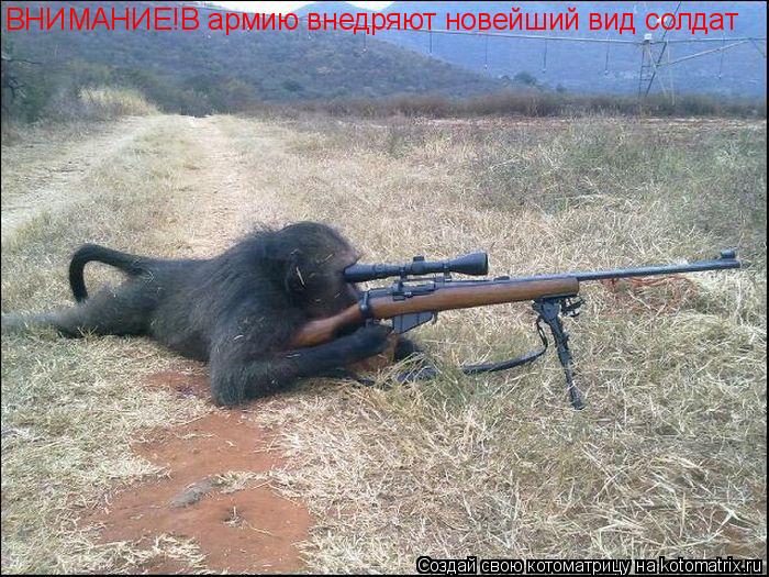 ВНИМАНИЕ!В армию внедряют новейший вид солдат... Котоматрица: ВНИМАНИЕ!В армию внедряют новейший вид солдат