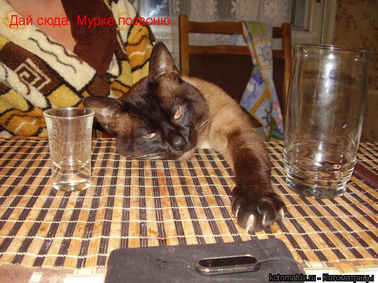 Дай сюда. Мурке позвоню.... Котоматрица: Дай сюда. Мурке позвоню.
