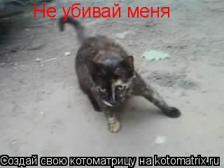 Не убивай меня... Котоматрица: Не убивай меня