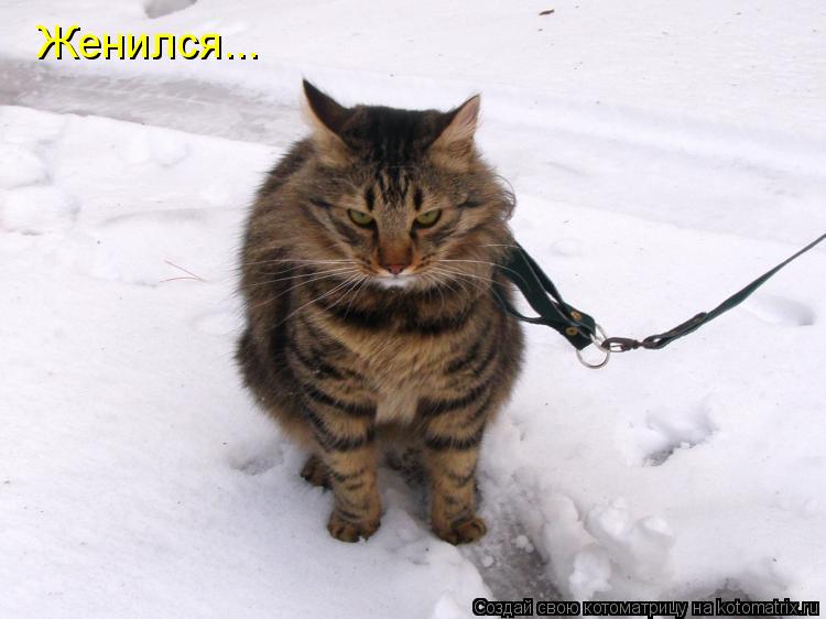 Женился...... Котоматрица: Женился...
