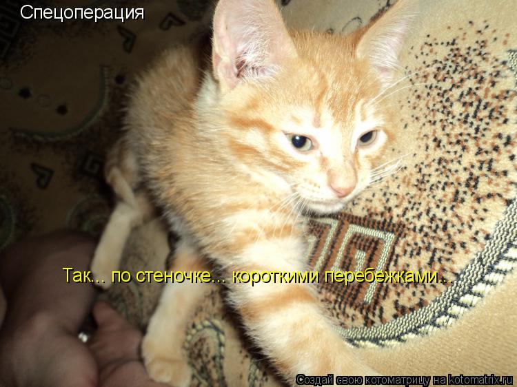 Спецоперация Так... по стеночке... короткими перебежками...... Котоматрица: Спецоперация Так... по стеночке... короткими перебежками...