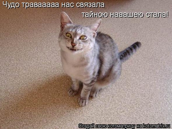 Чудо травааааа нас связала тайною нааашею стала!... Котоматрица: Чудо травааааа нас связала тайною нааашею стала!