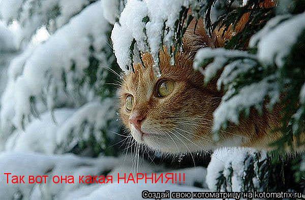 Так вот она какая НАРНИЯ!!!... Котоматрица: Так вот она какая НАРНИЯ!!!