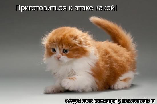 Приготовиться к атаке какой!... Котоматрица: Приготовиться к атаке какой!